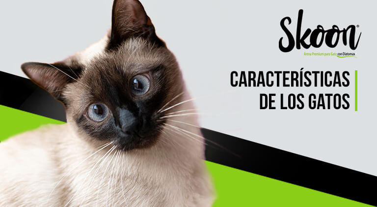 Características de los gatos
