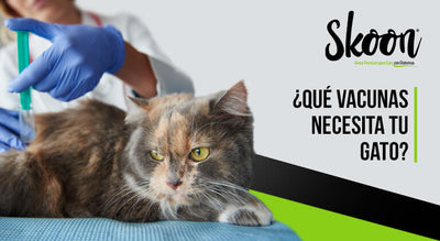¿Qué vacunas necesita tu gato?