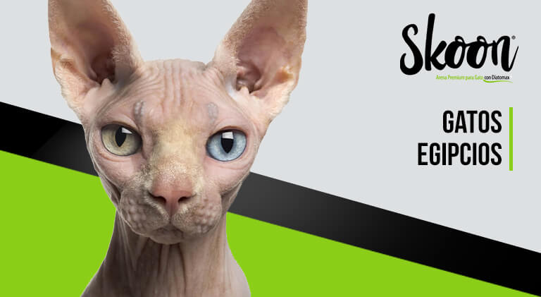 Gatos egipcios
