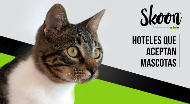 Hoteles que aceptan mascotas