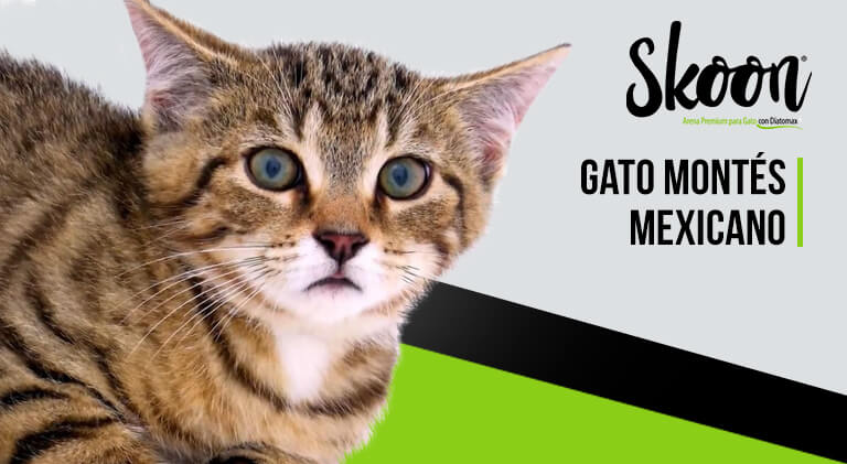 Gato montés mexicano