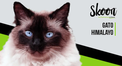 Gato himalayo