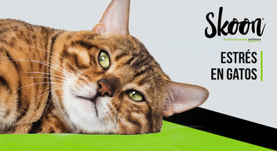 Estrés en gatos