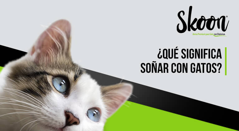 Qué significa soñar con gatos