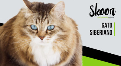 Gato siberiano