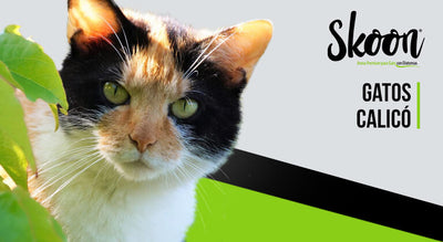 Gatos calicó características por que son especiales