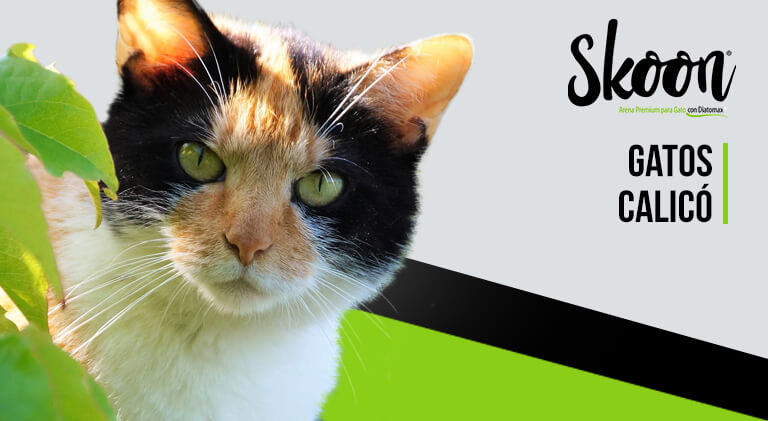 Gatos calicó características por que son especiales