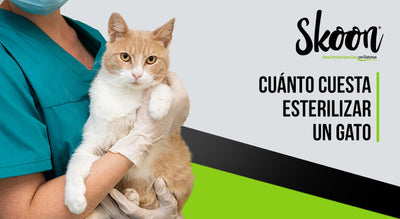 Cuánto cuesta esterilizar un gato