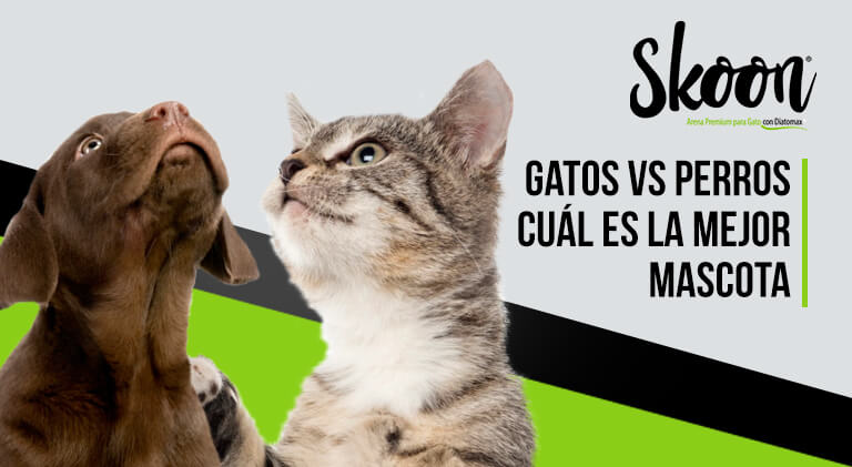 Gatos vs perros cuál es la mejor mascota