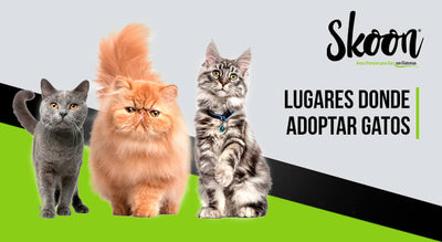 Lugares donde adoptar gatos