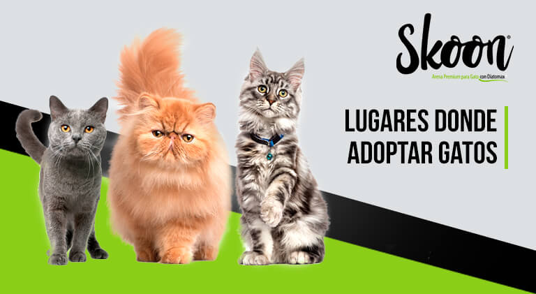 Lugares donde adoptar gatos