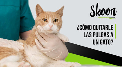 Cómo quitarle las pulgas a un gato