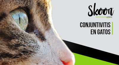 Conjuntivitis en gatos