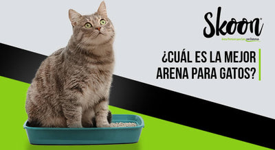 ¿Cuál es la mejor arena para gatos 2025?
