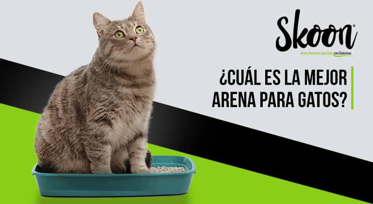 ¿Cuál es la mejor arena para gatos 2025?