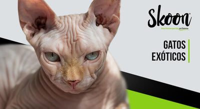 Gatos exóticos