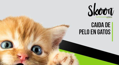 Caída de pelo en gatos