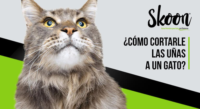 Como cortarle las uñas a un gato