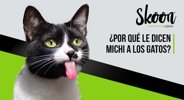 Por qué le dicen michi a los gatos