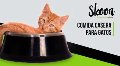 Comida casera para gatos: Guía completa para nutrir a tu mascota￼