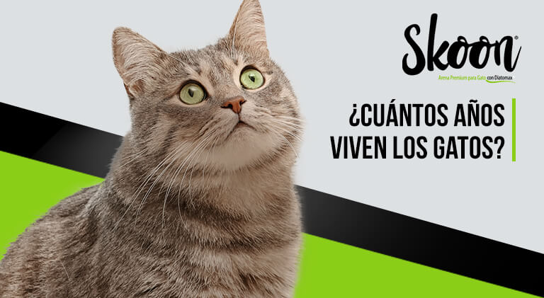 ¿Cuántos años viven los gatos?