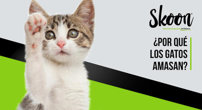 Porque los gatos amasan
