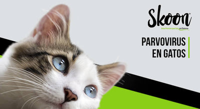 Parvovirus en Gatos