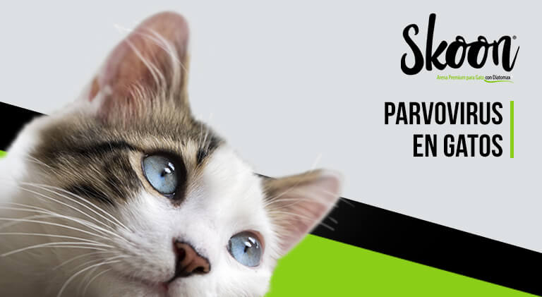 Parvovirus en Gatos