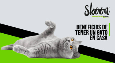 beneficios de tener un gato en casa