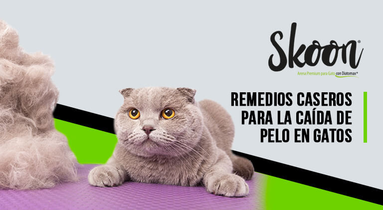 caida de pelo gatos_