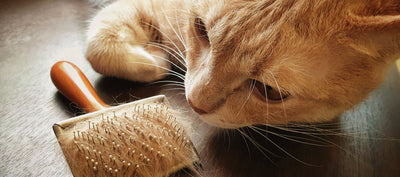 por qué los gatos tiran tanto pelo