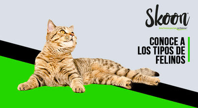 caracteristicas de los felinos