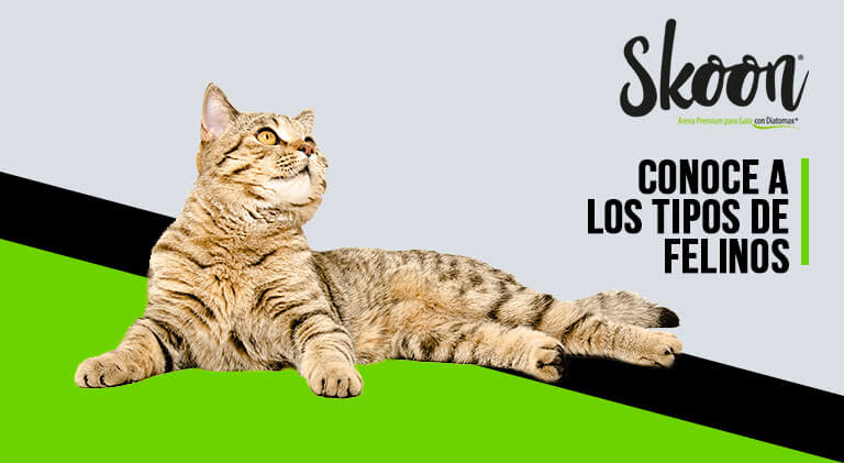 caracteristicas de los felinos