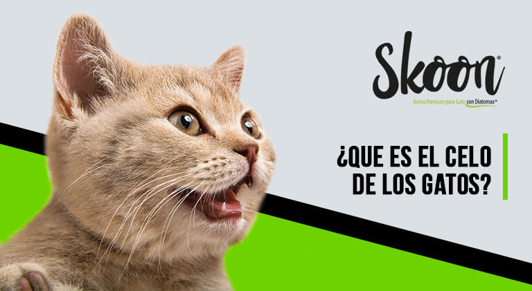 celo de los gatos