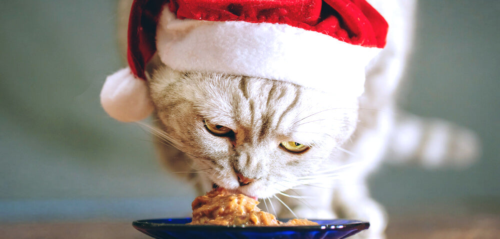 alimentos para gatos navidad