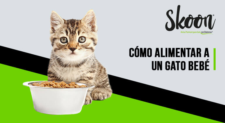 como alimentar a un gato bebe