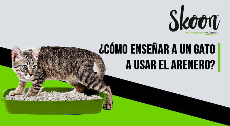 como enseñar a un gato a usar el arenero