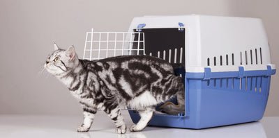 transportadora gato
