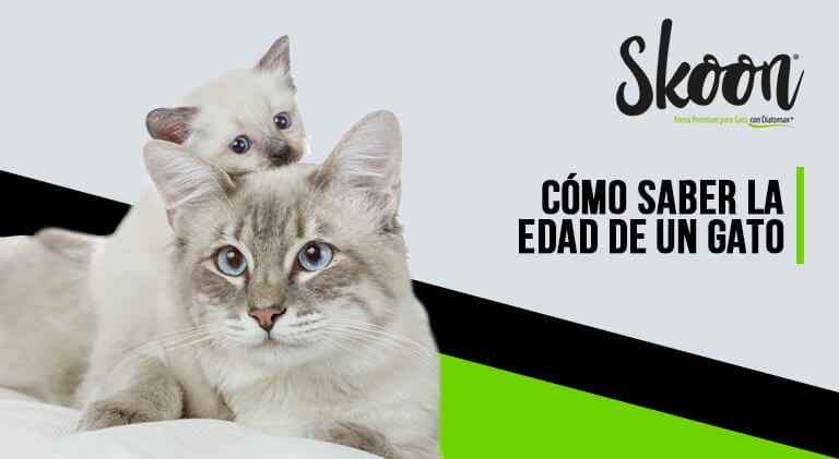 como saber la edad de un gato