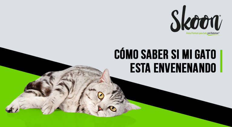 como saber si mi gato esta envenenado