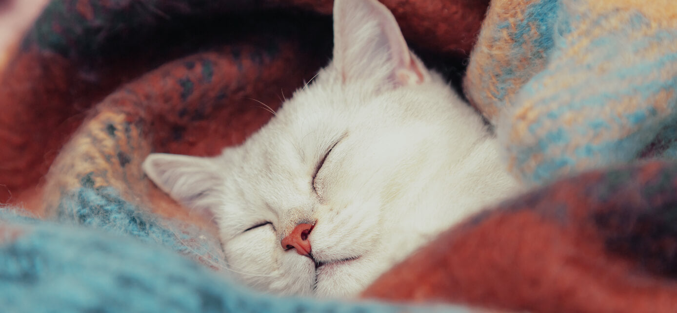cuidados de los gatos en invierno