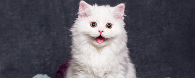 comportamientos únicos de los gatos