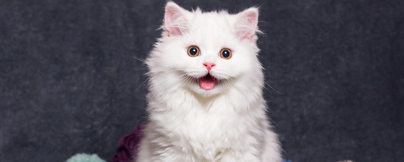 comportamientos únicos de los gatos