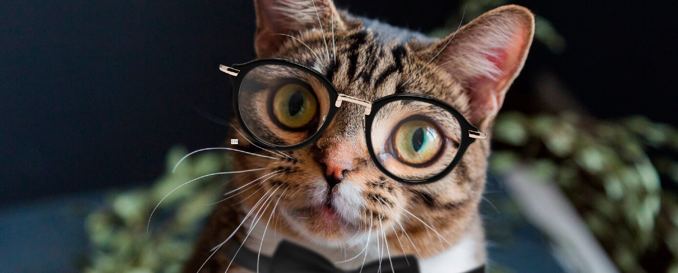 15 datos curiosos que no sabías de los gatos