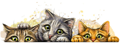 día del gato celebración 22 de febrero