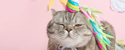 disfraces para gatos de navidad