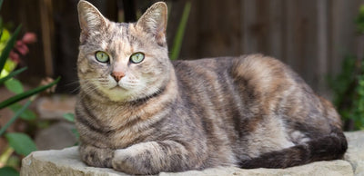 gato mexicano y sus características