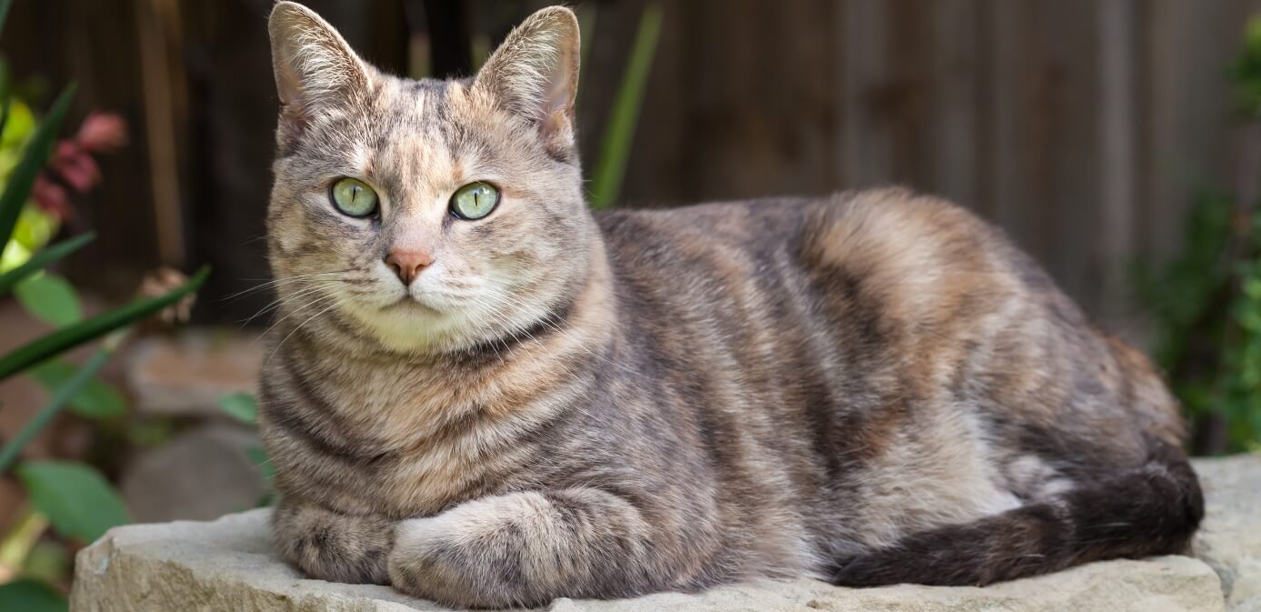 gato mexicano y sus características