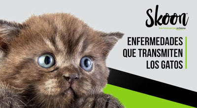 Enfermedades que transmiten los gatos