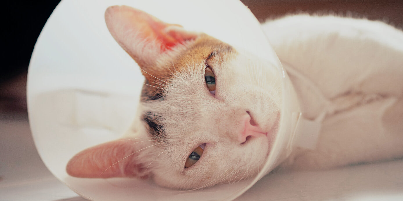 esterilización en gatos y gatas